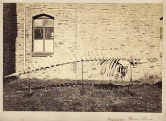 Mesoplodon Floweri Haast, fin des années 1870